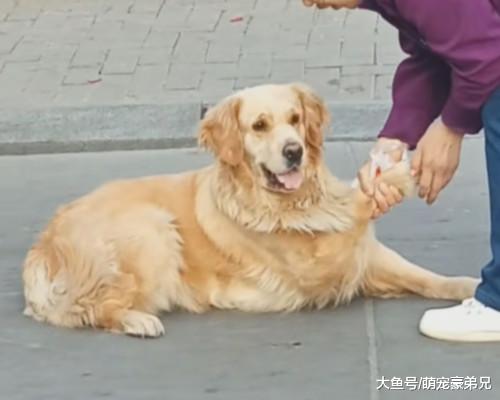 金毛躺地上被拖走，感觉事情颇有蹊跷，走近了解后：这智商没得说！