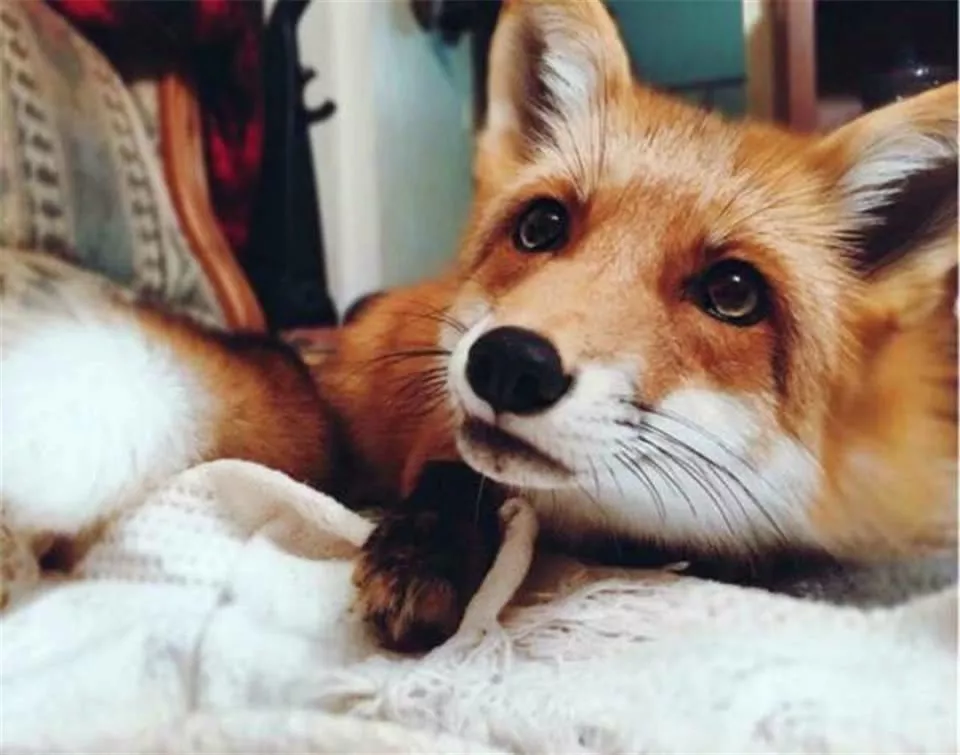 小狐狸闯闹市被抓, 兵哥哥当成狗狗喂养三天, 网友: 白浅上仙!