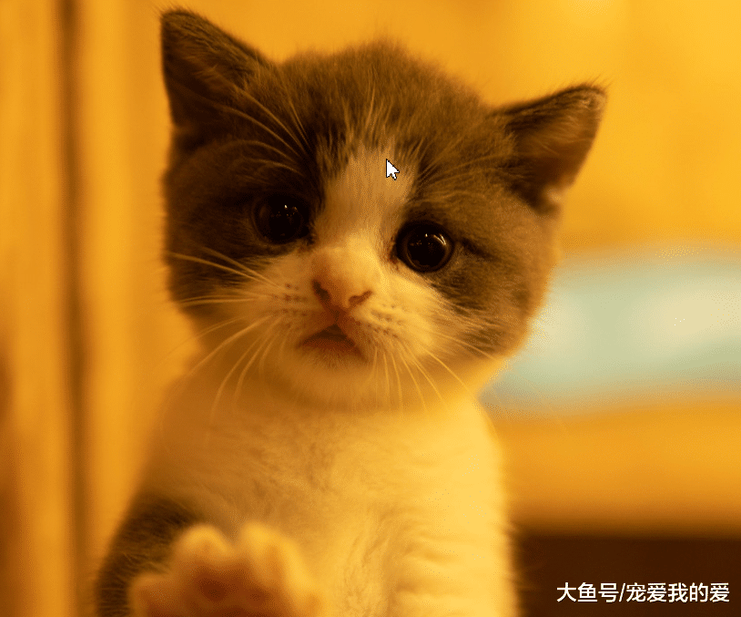 朋友给小奶猫们喂奶，舔了一下发现不对劲，我“铲屎官”一拽 网友：好不要脸