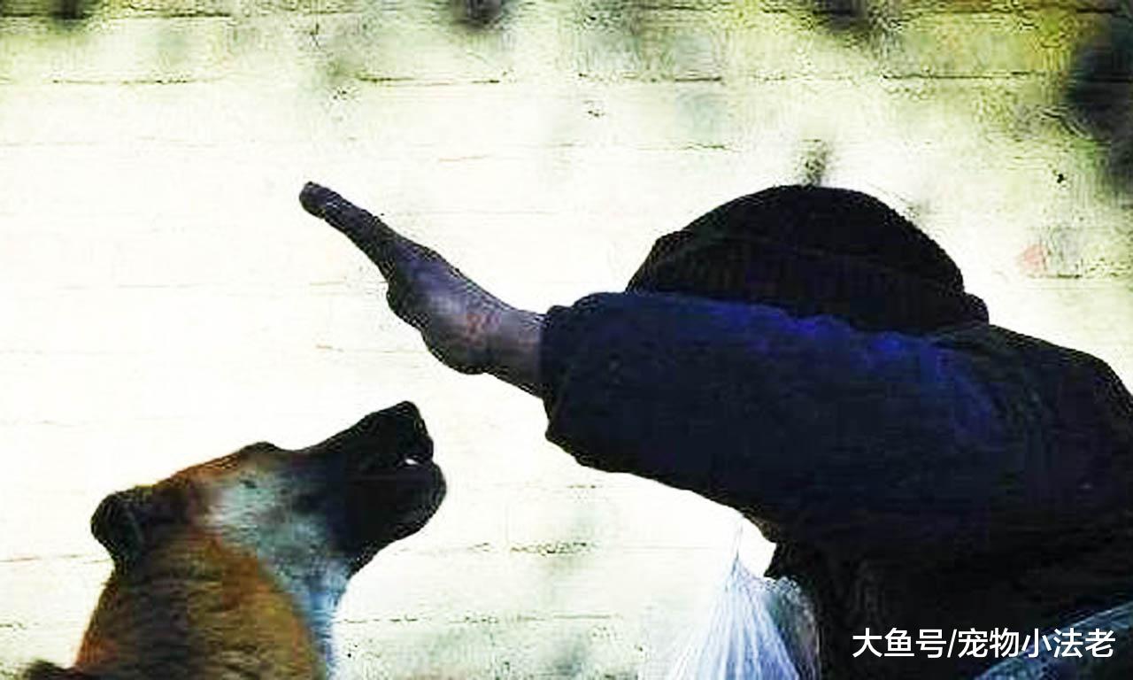 不管主人如何打骂，狗狗都不会反抗？有3个原因，最后1个让人心酸