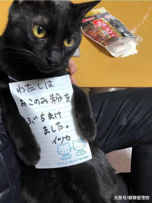 日本猫咪犯了错, 铲屎官通常这样惩罚它们, 猫: 我不要面子啊!