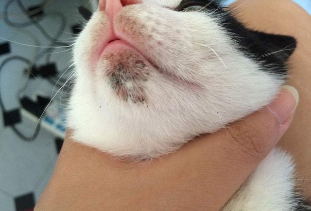 99%铲屎官的苦恼：如何战胜猫咪黑下巴？