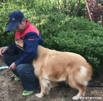 不瞒你说“低智商”的狗狗, 才会做这5件事, 请对号入座!