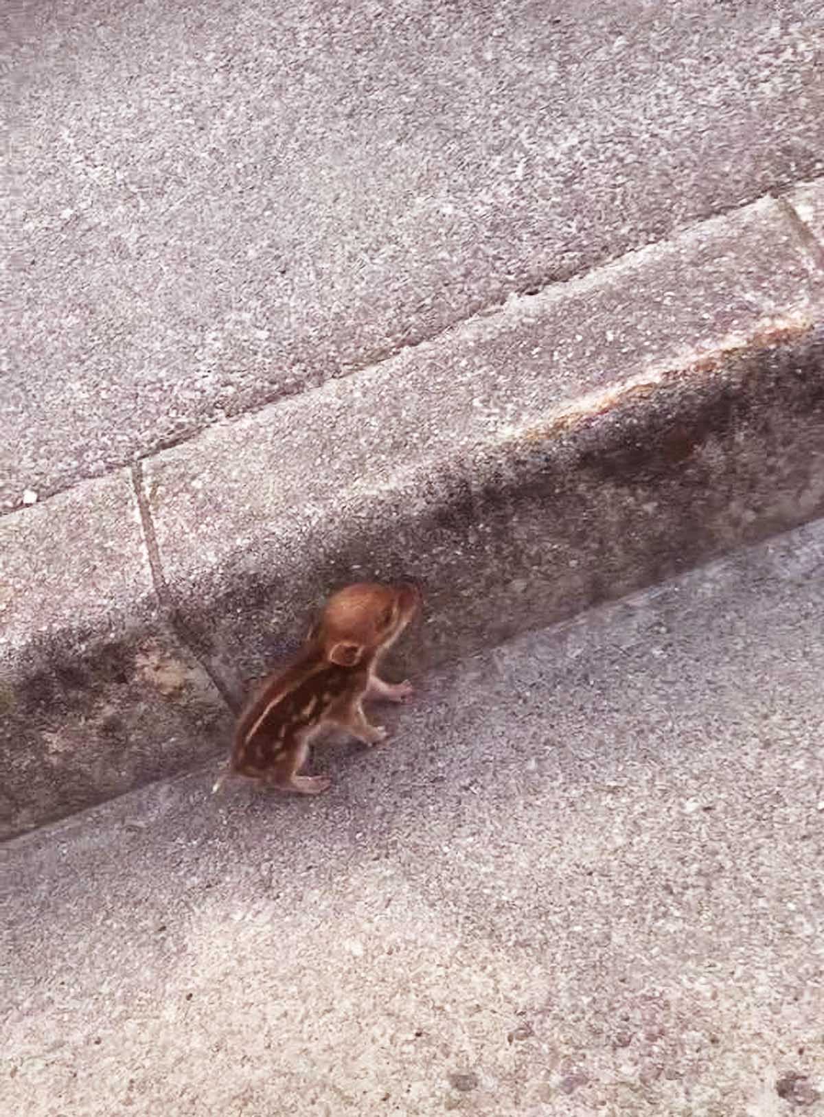 网友发现1只“奇怪”小动物，竟没人知道，瞬间引发众多网友争论