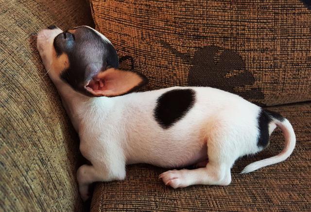 吉娃娃天生弱势爱乱吠? 给它一个机会, 3招教你让它冷静下来