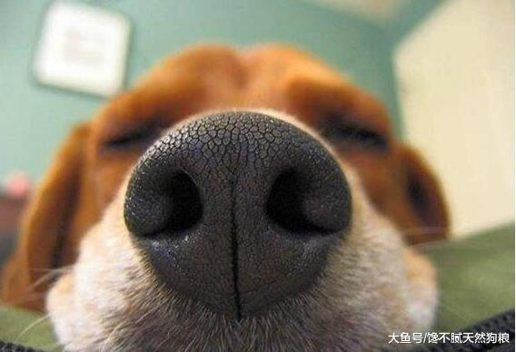 狗狗在生病前，都是从“不吃”开始，这5种情况是在提醒你