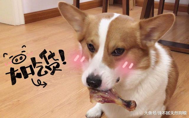 以为自己买的柯基是串串？不一定，因为柯基犬有3种