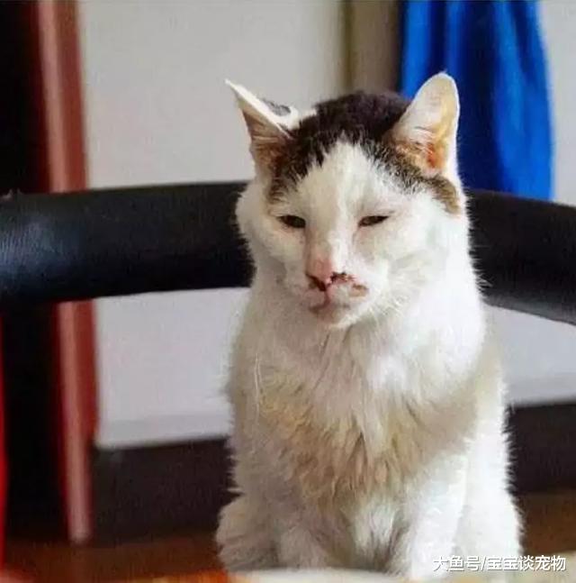 化了妆的猫，就像化了妆的女人一样不可信！