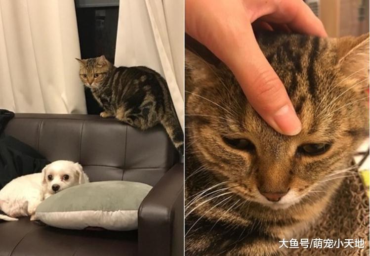 4瓶水稳撑4KG，猫咪折手手征收纸箱，主人好渴抖玩叠叠乐