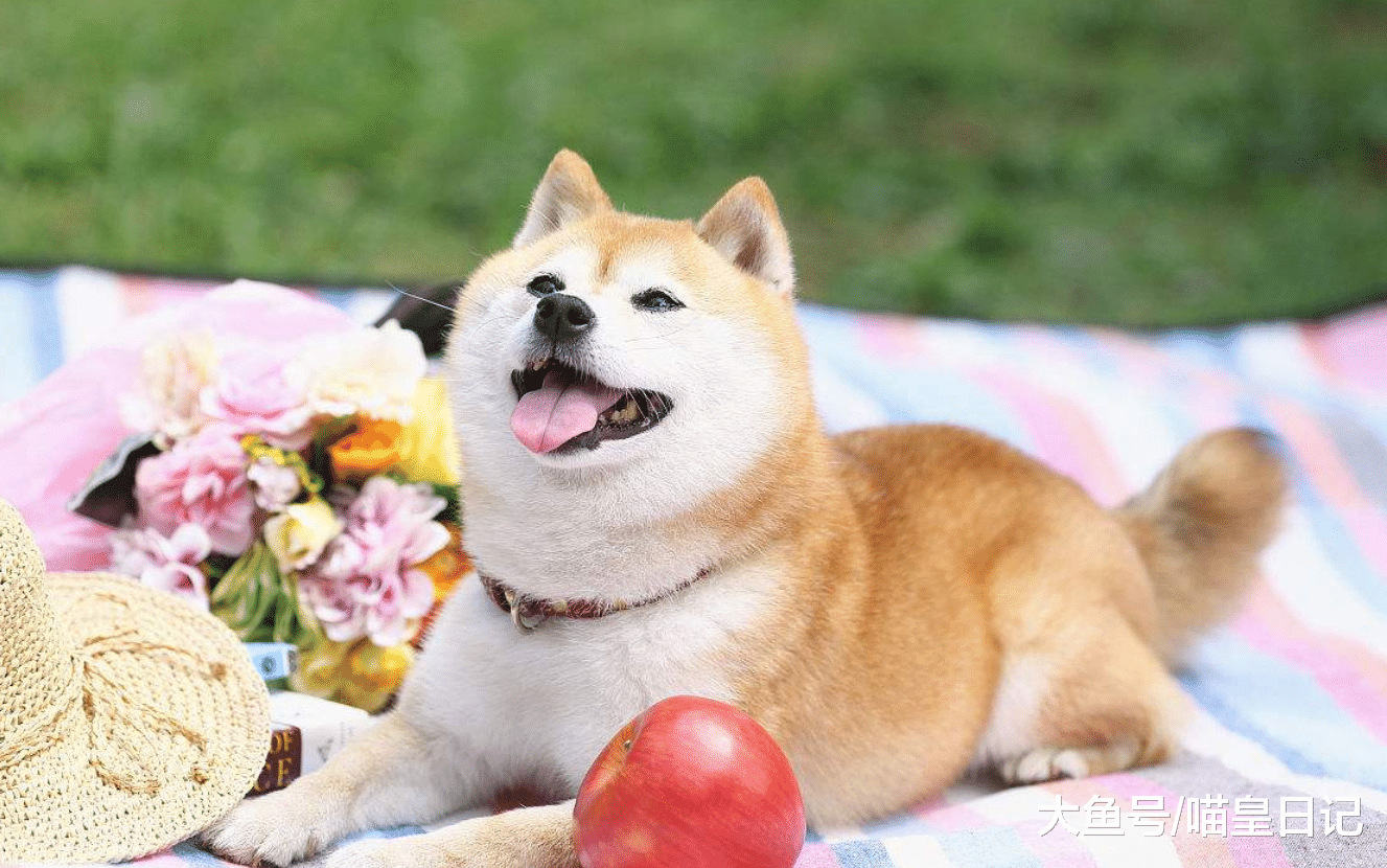 这三种习惯要从狗狗小的时候开始训练, 长大之后就来不及了!