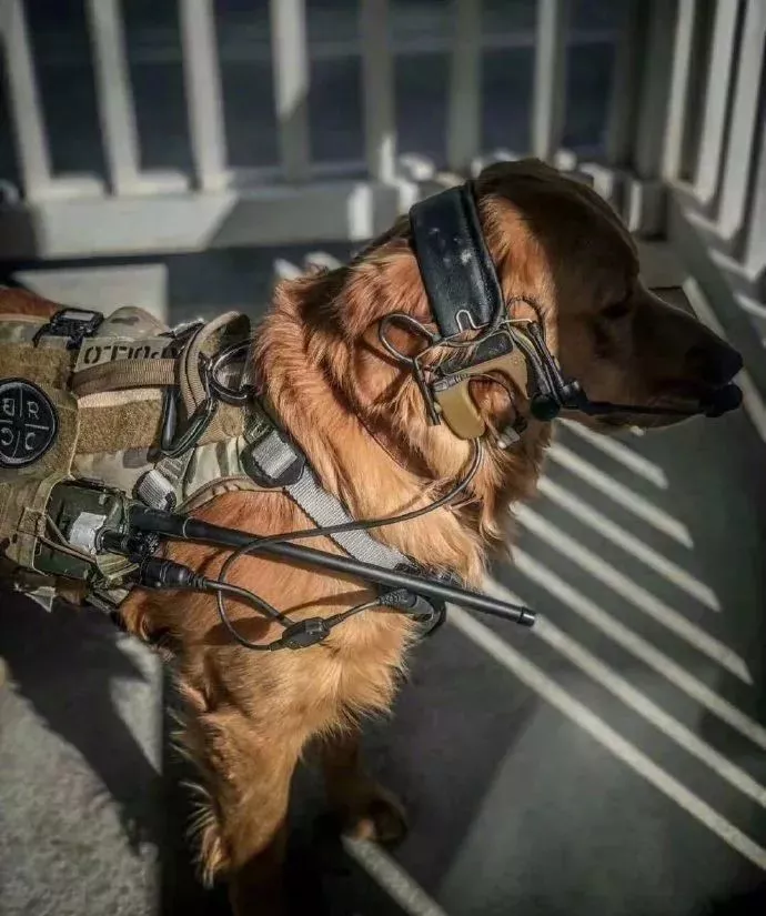 完了！我竟然被一只狗给撩到了，是恋爱的感觉了...