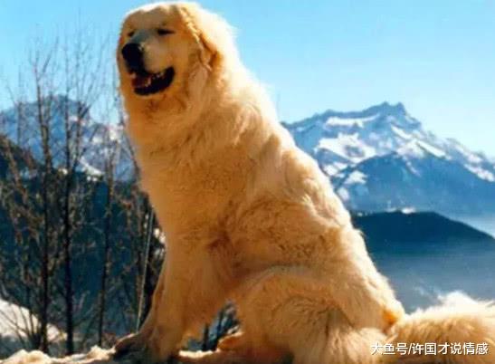 大白熊站在围墙边，见人就大叫出来，路人回头一看都乐坏了！