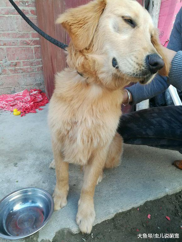 金毛上火了還不喝水，真讓人著急，網友：硬灌！