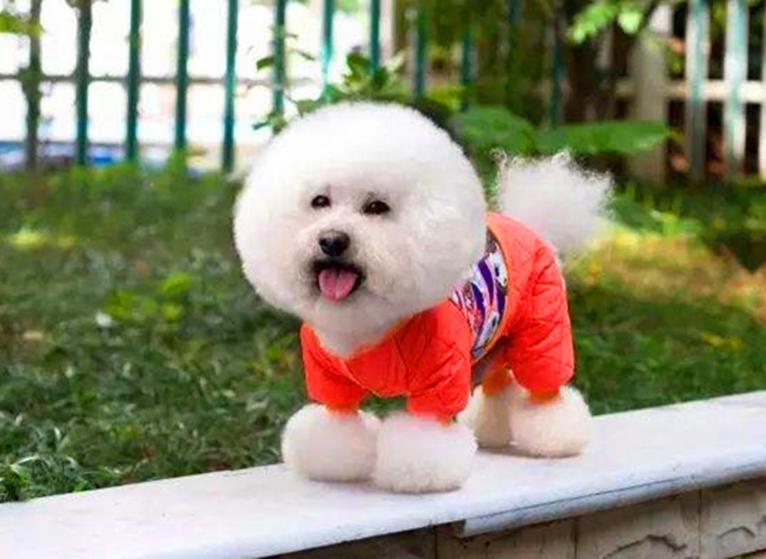 田园犬在东北冻得瑟瑟发抖, 站立抱着肚子, 狗: 都快冻成人了……