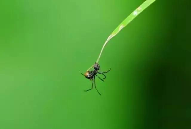 蚂蚁被一种真菌控制，直接变成不受自主控制的僵尸蚂蚁