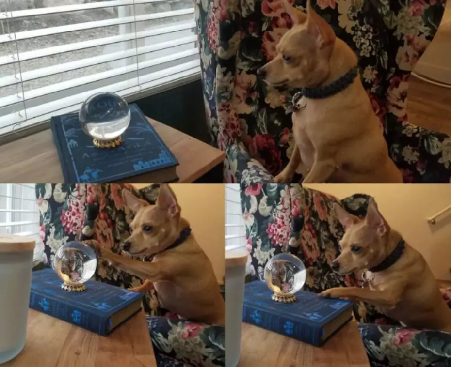 不怕养狗太操心，就怕狗子瞎操心！