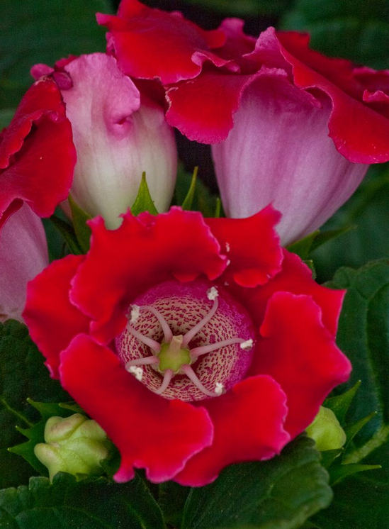 大岩桐的种植方法有哪些，知道这些养护方法，来看看吧