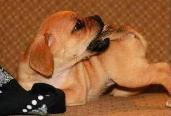 当狗狗做出这几种表现时，说明它是很心疼你的