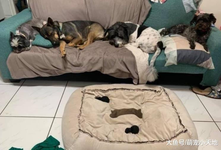 4只毛孩一字排开睡沙发，饲主看后又气又笑：叫我睡狗床的意思？