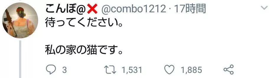 以前常常来串门的“猫客人”不再出现，时隔几年才知道…