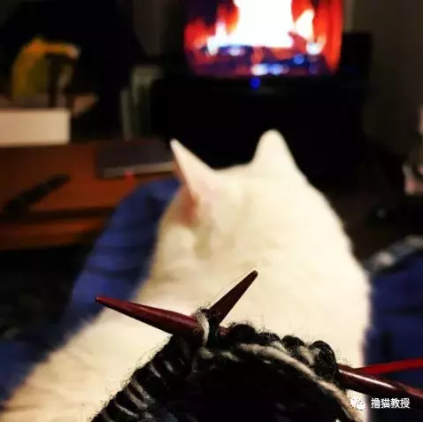 托天气的福, 我终于被猫宠幸了一回
