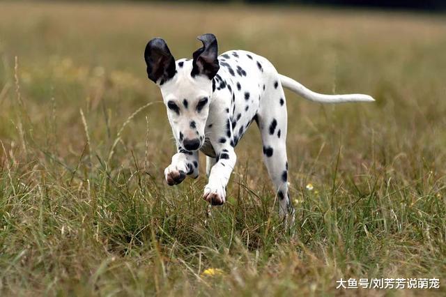 狗狗们都准备好了，就等着你带它们去春游了