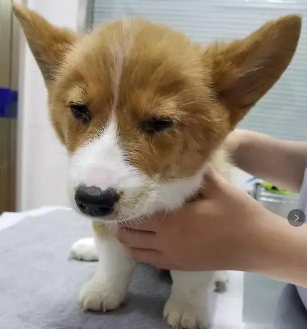 别在网上问问问了，猫狗有这20个迹象，马上带他们去看兽医！