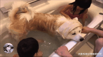 网友给小主人洗澡，结果秋田犬也要挤进来，谁还不是宝宝呢