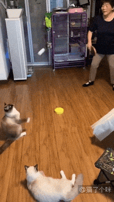 猫咪也有夫妻相吗？