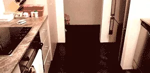 外国小哥实力演绎养狗和养猫的区别，太形象生动了