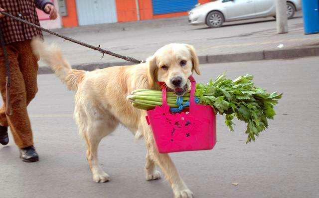 狗愿意親近的人很多，但是你知道，誰才是狗狗唯一認定的主人嗎？