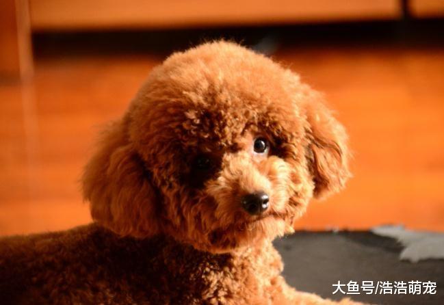 养泰迪后，宠主就不要对它做这4件事情，不然谁做谁后悔