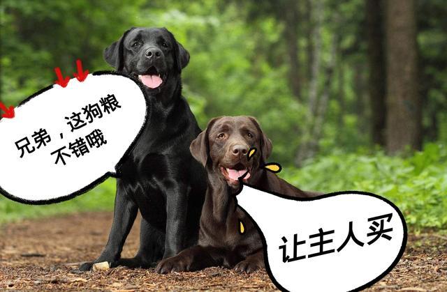 这6种狗狗, 最适合有孩子的家庭饲养, 第四种国外家家户户都有!