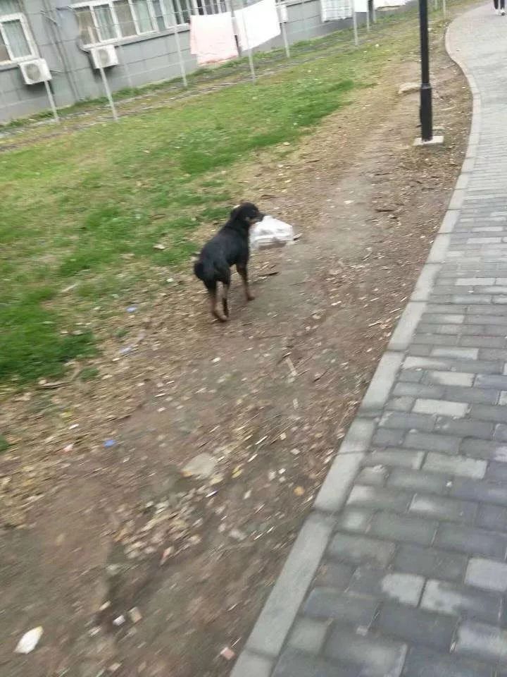 萌宠一刻第33期：「决战紫禁之巅」叶孤猫和西门吹狗的巅峰对决