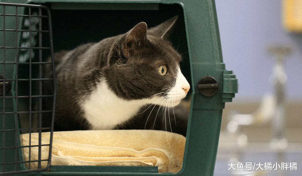 养猫最“忌讳”让猫咪忍耐这5件事，如果你不管，猫咪会越想越气