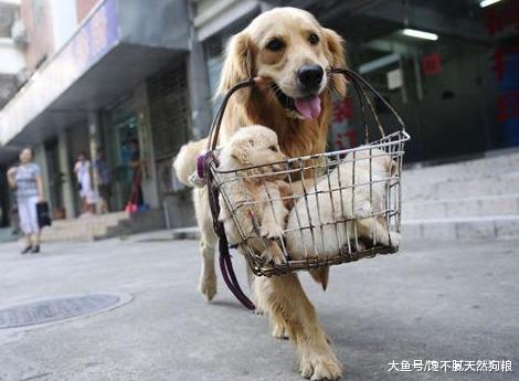 “暖男”金毛犬能活多长时间，那就要看主人是怎么养的