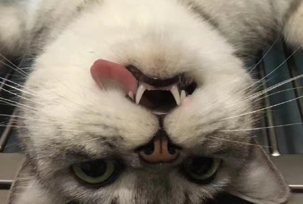 很多猫主人都不想让猫咪做绝育，但是，绝育的好处你知道吗？