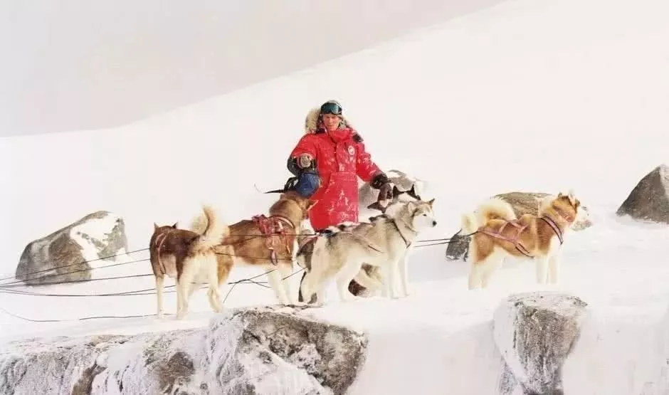 雪橇犬14年间锐减10000，它们到底经历了什么？