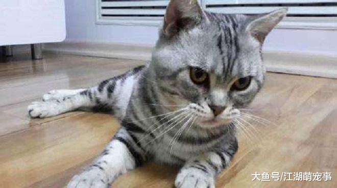 养猫很轻松？其实养猫也有很多的烦恼