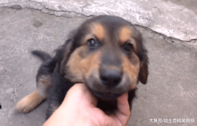 德牧被金毛嚯嚯了，结果生下4只小奶狗，长大后主人笑翻了