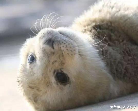 大連上百只海豹被盜，38只海豹寶寶受驚喪命，遭盜原因令人嘆息