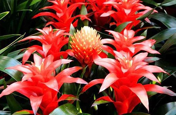 过年家里最值得养的4种花，寓意好又漂亮，明年日子红红火火