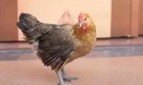 二哈刚挨完鸡揍，就发现鸡被主人宰了，接下来的反应太逗了