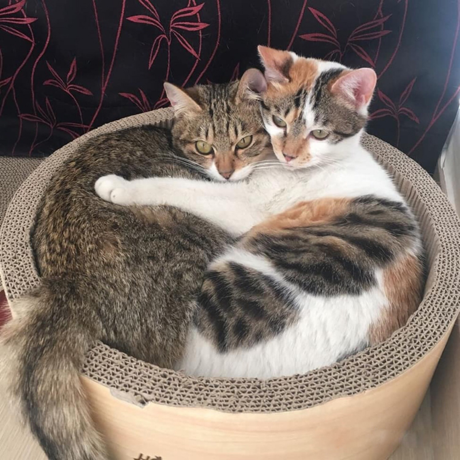 两只猫咪每天都这样秀恩爱，萌炸了！其实是太天气冷了挤挤更暖和