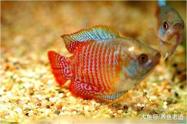 春節期間小圓玻璃缸里可以飼養這些小型熱帶魚！