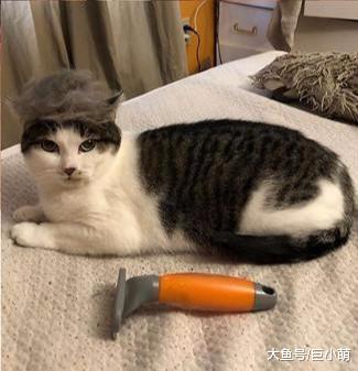 用爱就能治愈它们的悲伤，国外网友分享，怕人猫变粘人猫咪全过程