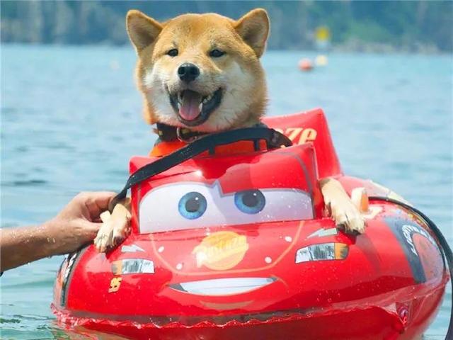 铲屎官携柴犬激浪漂流，狗狗被迫独自坐船，漂到终点仍不敢下水