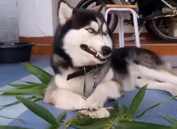 没有国宝的命，却爱吃竹子~这狗的癖好还真奇怪！