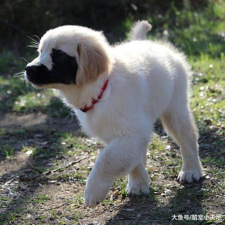 跑去哪野了？黃金犬老被誤會弄臟臉，近看原來是自帶超酷面罩