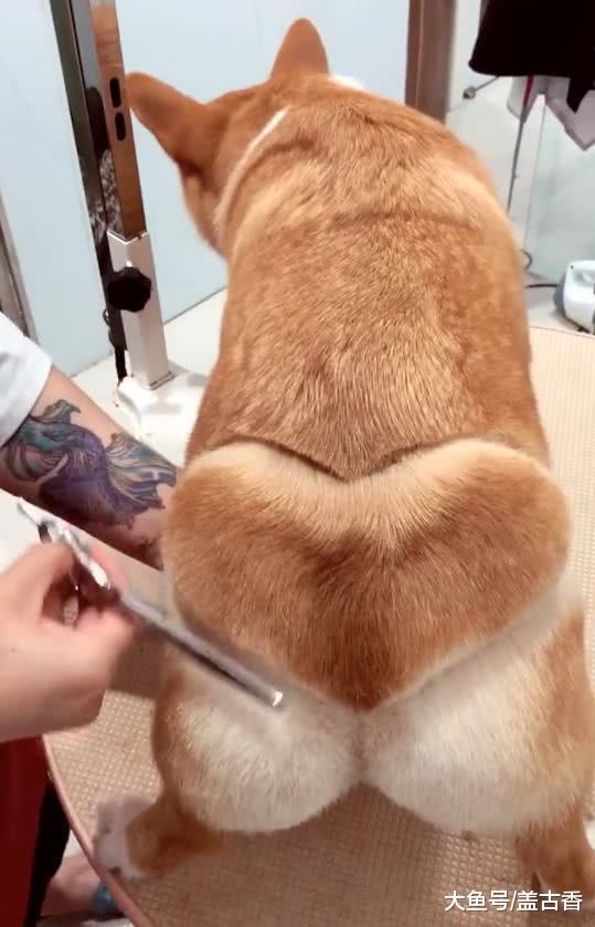 給柯基做吸引眼球的造型，一出門絕對是整條街最靚的仔！